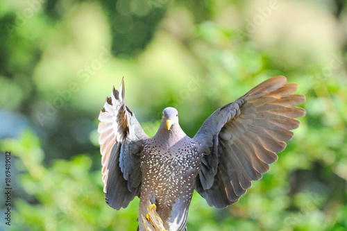OLIVE PIGEON , aka Rameron Pigeon (Arquatrix columba )   in flight