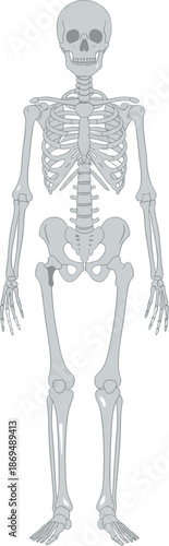 Simple Flat Style Full Human Skeleton Anatomy Medical Illustration