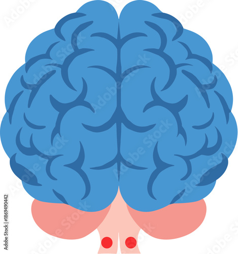 Flat Simple Brain Anatomy Illustration Medical Science Organ Diagram