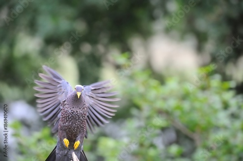 OLIVE PIGEON , aka Rameron Pigeon (Arquatrix columba )   in flight
