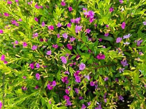 Close-up of vibrant Mexican Heather (Cuphea hyssopifolia) featuring tiny purple flowers and lush green foliage in a sunny garden
