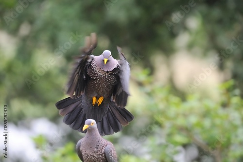 OLIVE PIGEON , aka Rameron Pigeon (Arquatrix columba )   in flight