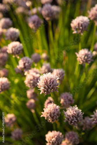 Chives flowers on flowersbed summer seasons