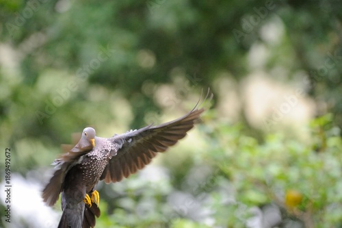 OLIVE PIGEON , aka Rameron Pigeon (Arquatrix columba )   in flight