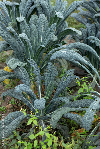 Vegetables garden with growing kale plants