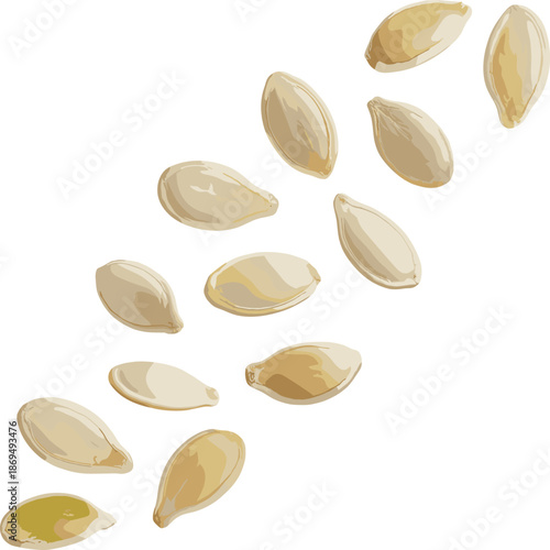 Scattered Brown Pumpkin Seeds on White Background brown seeds