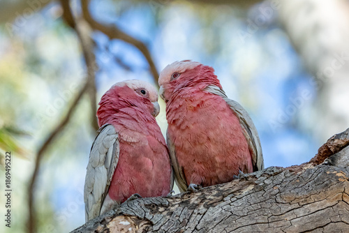Two pink and grey parrots perched on a branch.