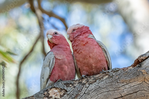 Two pink and grey galahs perched on a tree branch.