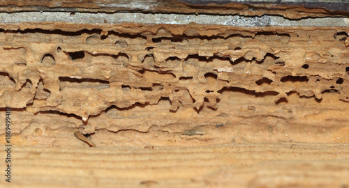 Texture of rotten board eaten by worms.