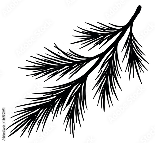 Hand drawn line art illustration of a fir branch depicting a festive element for christmas decoration
