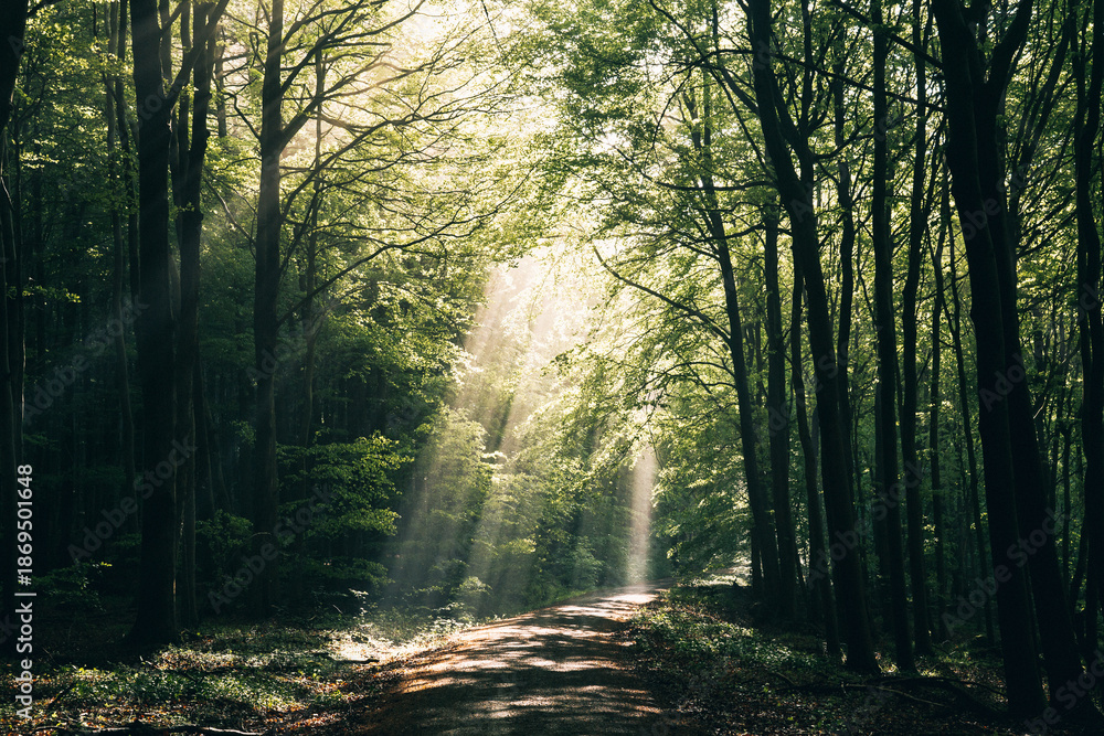 Obraz premium Sunlight Streaming Through a Lush Green Summer Forest, Magical Sun Rays Piercing Dense Canopy in Natural Light