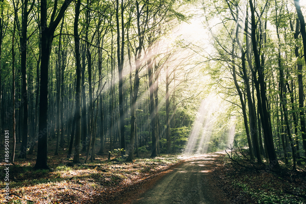 Obraz premium Vibrant Green Forest with Visible Sunbeams, Atmospheric Sun Rays Piercing Through Summer Woodland Canopy