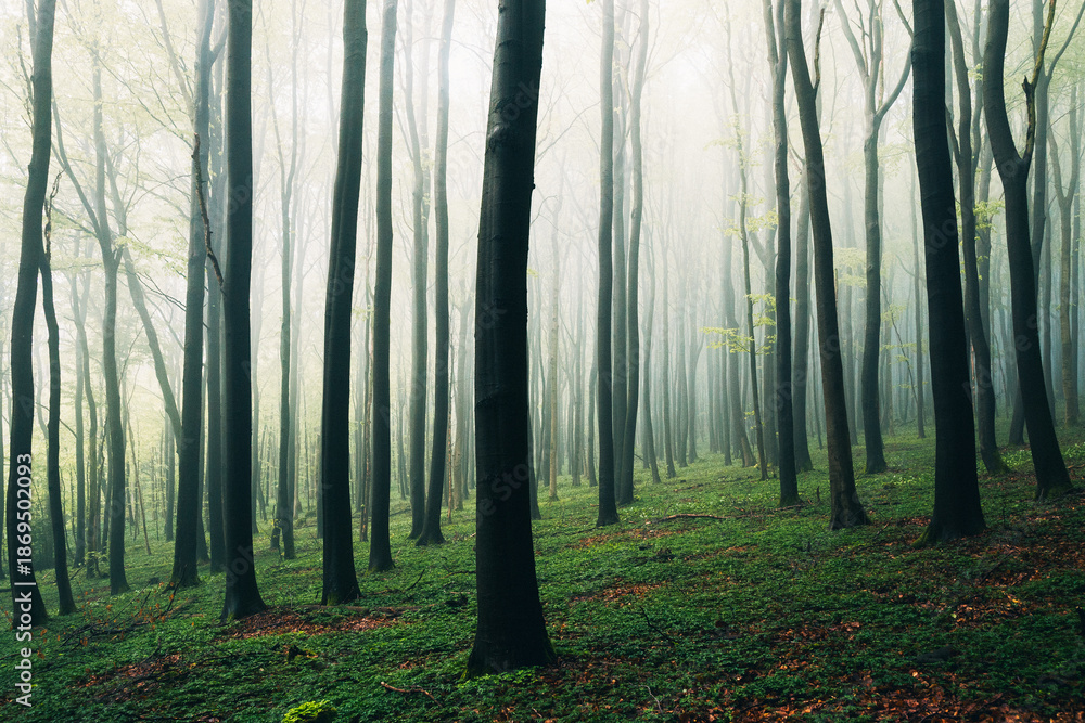 Fototapeta premium Mystical Spring Forest Shrouded in Fog, Soft Morning Mist Among Budding Trees in Natural Light