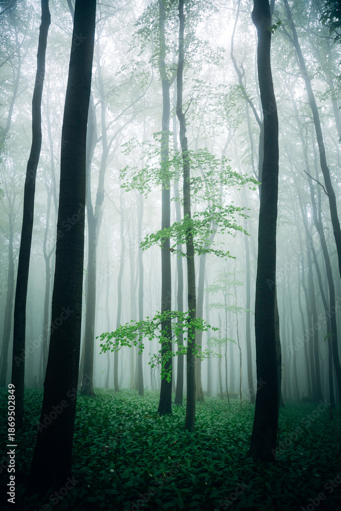 Obraz premium Mystical Spring Forest Shrouded in Fog, Soft Morning Mist Among Budding Trees in Natural Light