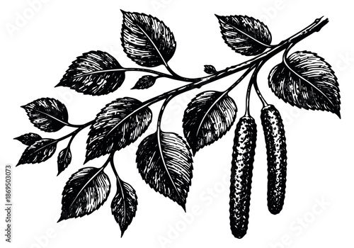 Hand drawn line art illustration of a birch branch depicting leaves and catkins for botanical design