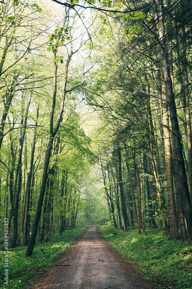 Fototapeta premium Sunlight Streaming Through a Lush Green Summer Forest, Magical Sun Rays Piercing Dense Canopy in Natural Light