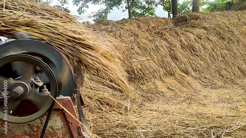 Farmers are using a traditional machine to thrash ripe paddy.