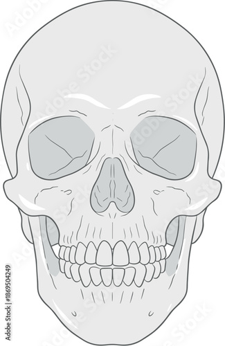 Detailed Line Art Human Skull Anatomy Study Illustration Graphic Icon