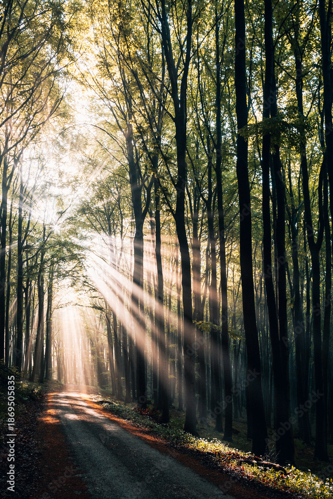 Obraz premium Sunlight Streaming Through a Lush Green Summer Forest, Magical Sun Rays Piercing Dense Canopy in Natural Light