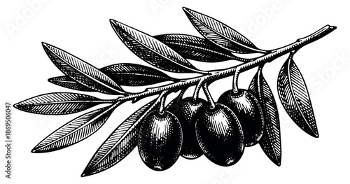 Vintage hand drawn illustration of an olive branch depicting natural olives and leaves for mediterranean cuisine