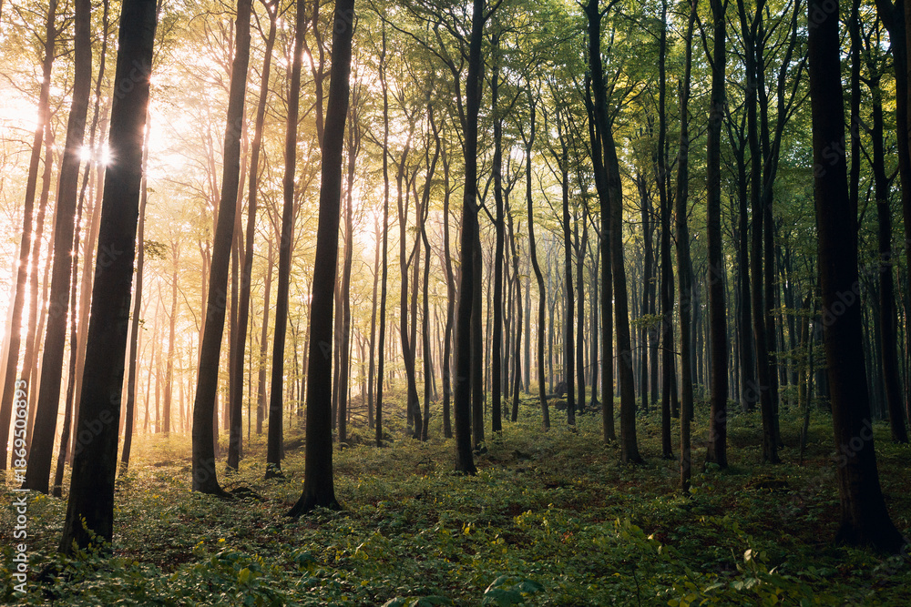 Fototapeta premium Sunlight Streaming Through a Lush Green Summer Forest, Magical Sun Rays Piercing Dense Canopy in Natural Light