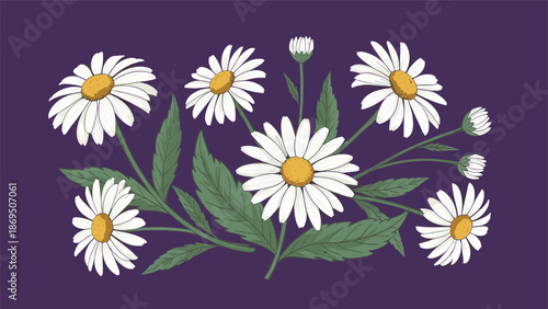 Beautiful botanical illustration of a bouquet of white daisy flowers with green leaves, elegantly arranged on a dark purple background.