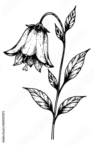 Hand drawn line art illustration of a bellflower depicting a blooming plant for botanical designs