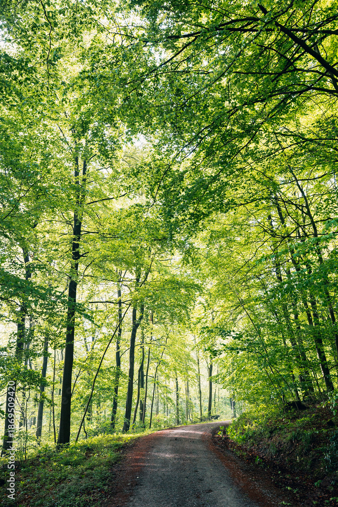 Obraz premium Sunlight Streaming Through a Lush Green Summer Forest, Magical Sun Rays Piercing Dense Canopy in Natural Light