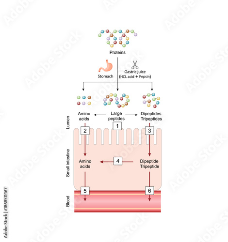 Protein digestion and Absorption. Proteins are broken down by enzymes into amino acids, dipeptides and tripeptides then tansported into the blood by transporters in the intestinal lining. Vector illus