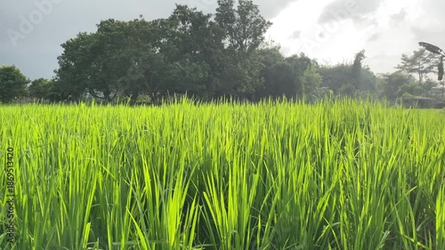 Vibrant scene of rice field, Indian village farm 