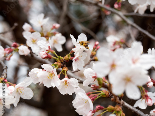 Cherry blossoms and honeybee in full bloom in spring