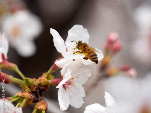 Cherry blossoms and honeybee in full bloom in spring