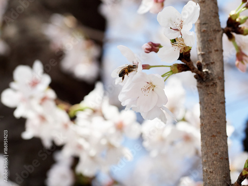 Cherry blossoms and honeybee in full bloom in spring
