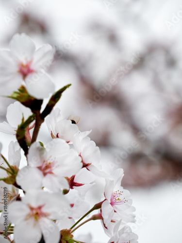 Cherry blossoms and honeybee in full bloom in spring