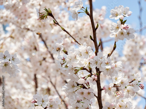 Cherry blossoms and honeybee in full bloom in spring