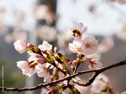 Cherry blossoms and honeybee in full bloom in spring