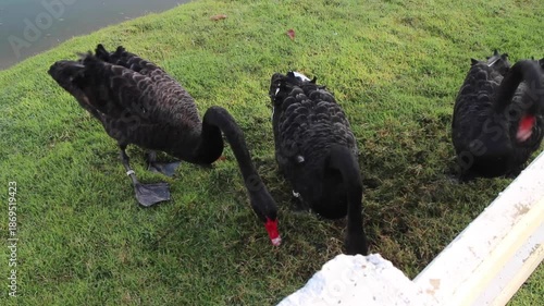 Black and white swans in the pond, stock footage