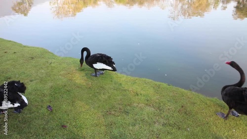 Black and white swans in the pond, stock footage