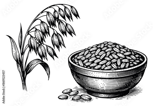 Hand drawn line art oats set featuring an oat plant and a bowl of grains for food and agriculture design
