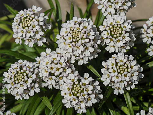 White Candytuft Flowers in Round Clusters with Yellow Centers
