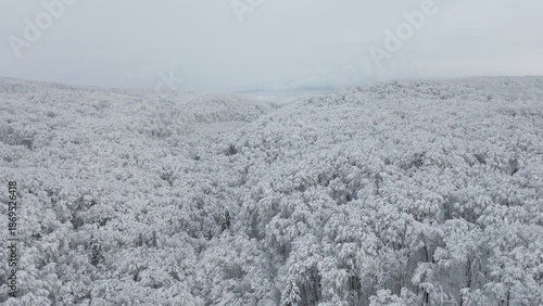 Drone aerial panorama of frosted winter forest stretching to the horizon in dense fog and low visibility conditions.
