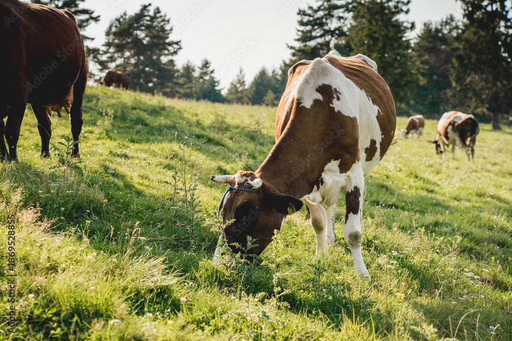 Obraz premium Grazing cows on mountain pasture in summer landscape 