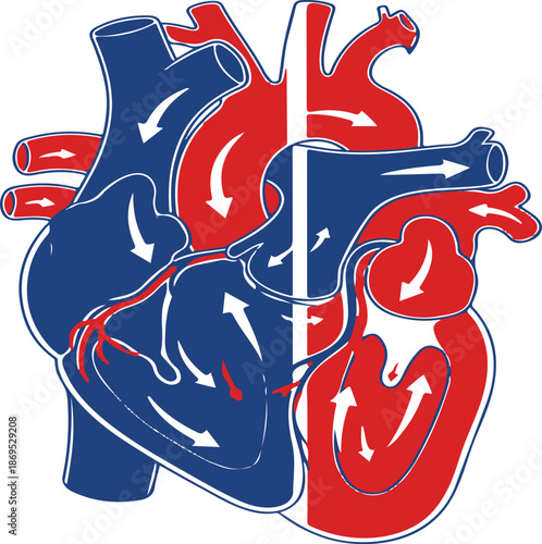 Anatomical Human Heart Diagram