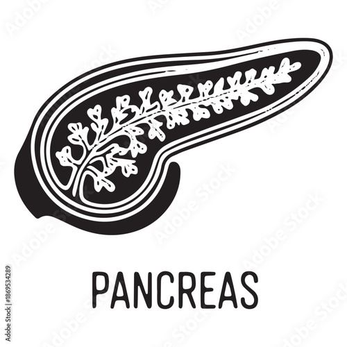 Anatomical Illustration of the Pancreas Organ
