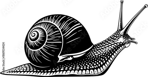 Snail Silhouette – Black Vector Illustration, Snail with Spiral Shell and Extended Antennae, Mollusk, Slow Movement, Nature Symbol, Minimal Clipart, Editable Vector Design.