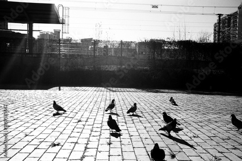 Wallpaper Mural 겨울 비둘기  Torontodigital.ca