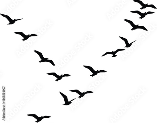 Black silhouettes of birds flying on white background flying birds black birds