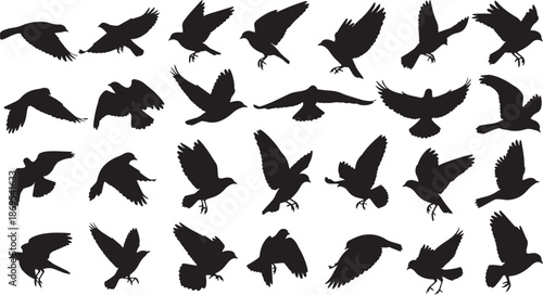 Detailed Flying Birds Silhouette Collection with Diverse Avian Flight Poses