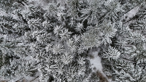 Aerial View of Snow-Covered Winter Forest from Above
