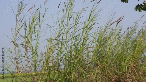 Tall green grass swaying under a clear blue sky, with a soft bokeh